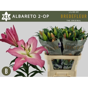 LI OT ALBARETO 2+