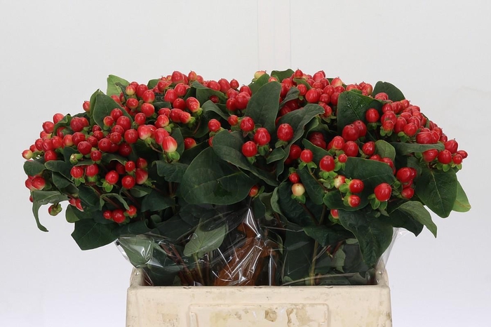 <h4>Hypericum True Romance</h4>