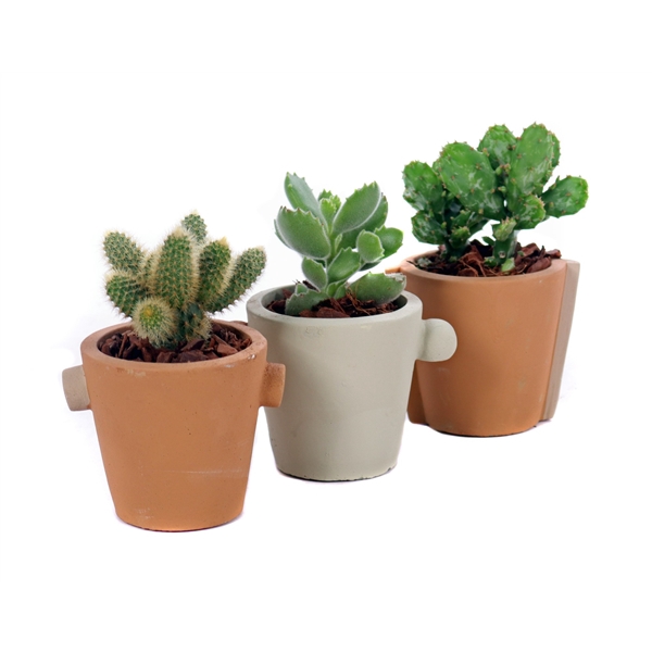 <h4>Cactus en succulent mix 5,5 cm in Java sierpot met bark</h4>