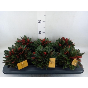 Peperomia caperata 'Rosso'