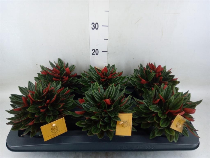 <h4>Peperomia caperata 'Rosso'</h4>