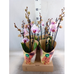 Phalaenopsis  'Ant Denver'