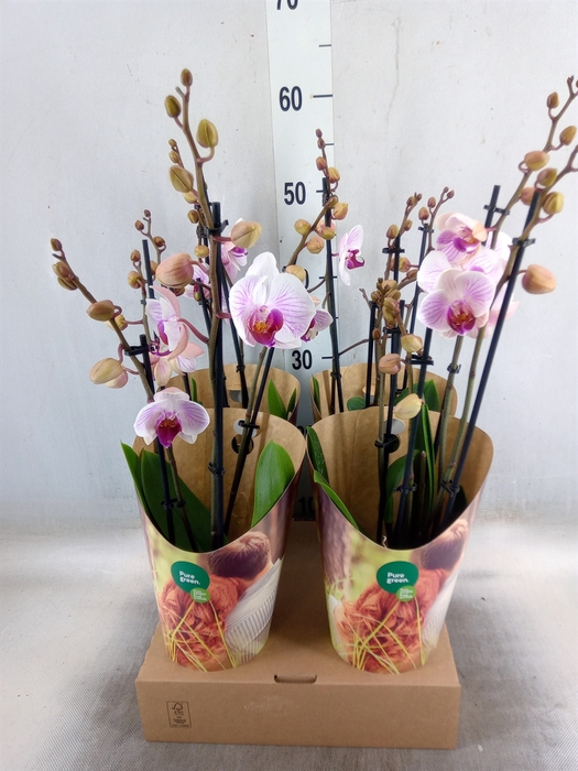 <h4>Phalaenopsis  'Ant Denver'</h4>