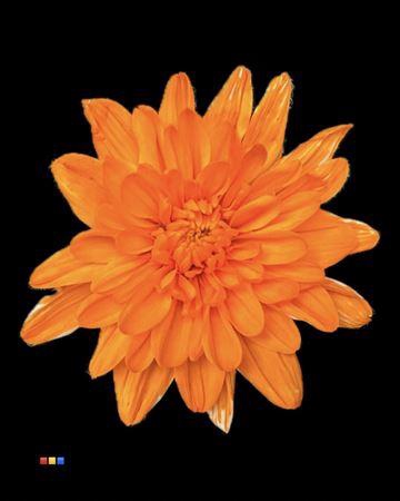 <h4>Chr T Baltica Orange</h4>