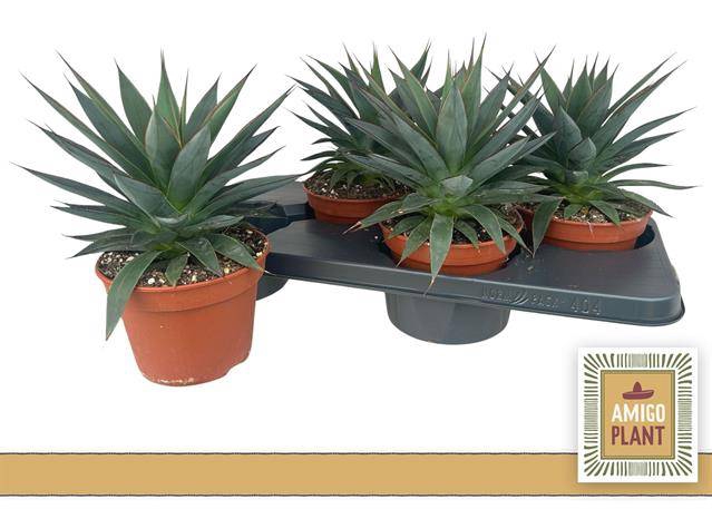 <h4>Agave Shaka Koko</h4>