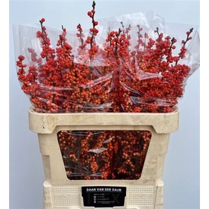 Ilex Ve Winter Gold