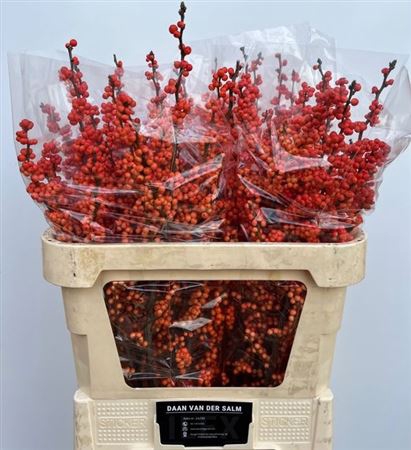 <h4>Ilex Ve Winter Gold</h4>