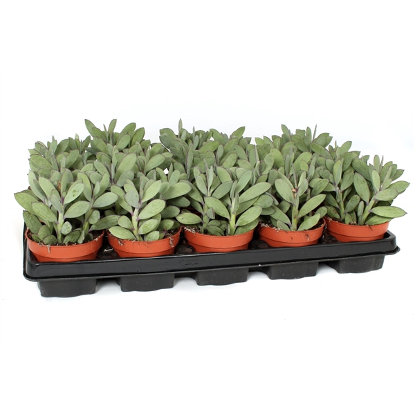 <h4>Senecio grandhii 10,5 cm</h4>