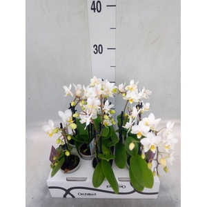 Phalaenopsis   ...mini