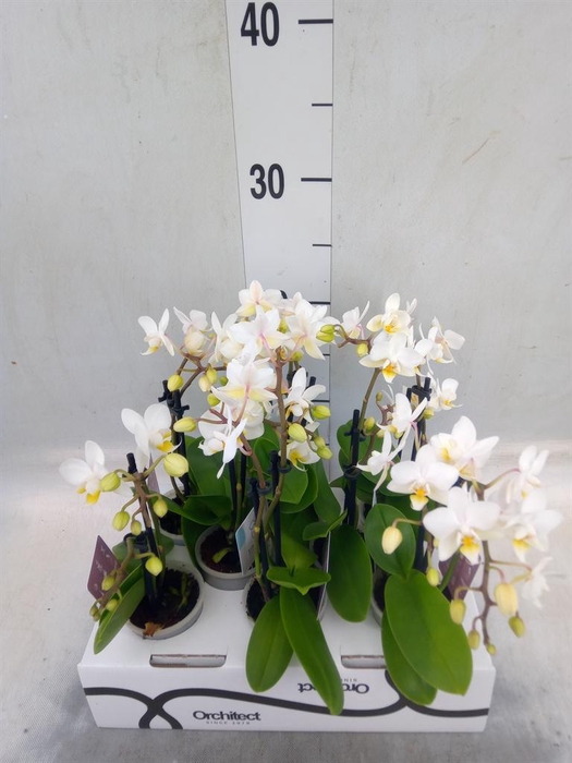 <h4>Phalaenopsis   ...mini</h4>