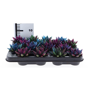 Echeveria  'Miranda'