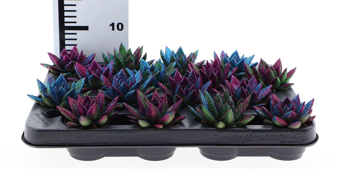 <h4>Echeveria  'Miranda'</h4>