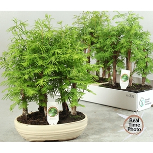 BONSAI OV