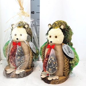 Kleine Egel in Kado Folie