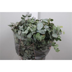 Euc Cinerea Per Bunch 200 Gram