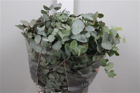 <h4>Euc Cinerea Per Bunch 200 Gram</h4>