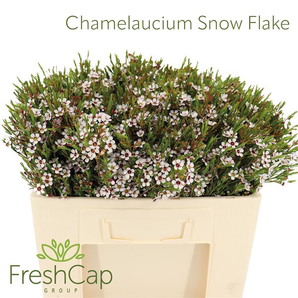 <h4>Chamelaucium Snow Flake</h4>