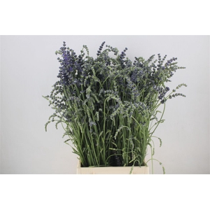 Lavendel Fresh P Bunch