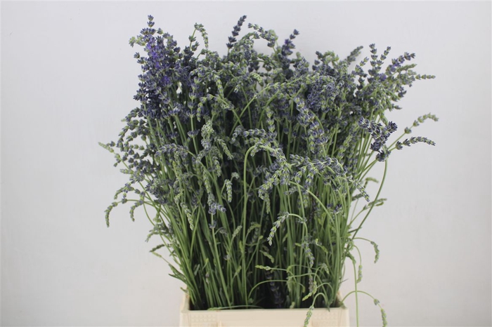 <h4>Lavendel Fresh P Bunch</h4>
