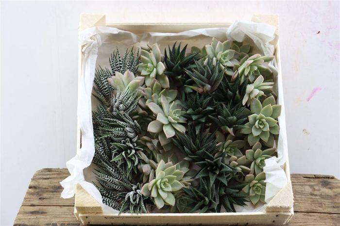 <h4>Echev Taurus Mini Mix</h4>