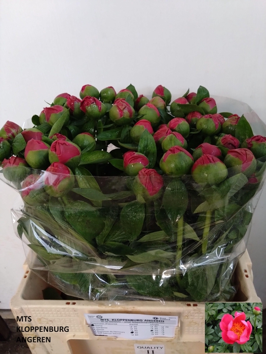 <h4>PAEO HH FLAME</h4>