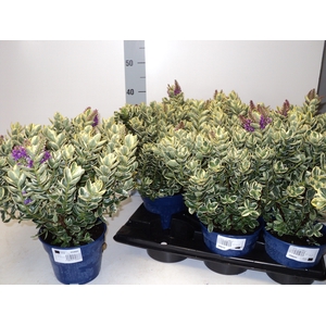 HEBE AND VARIEGATA