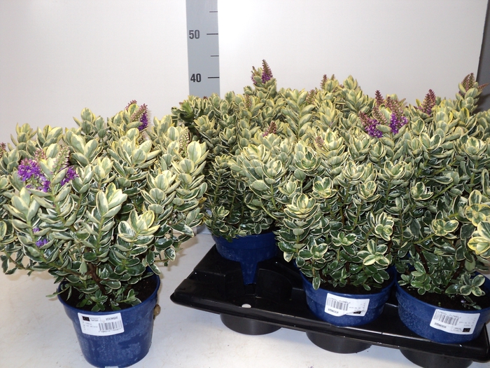 <h4>HEBE AND VARIEGATA</h4>