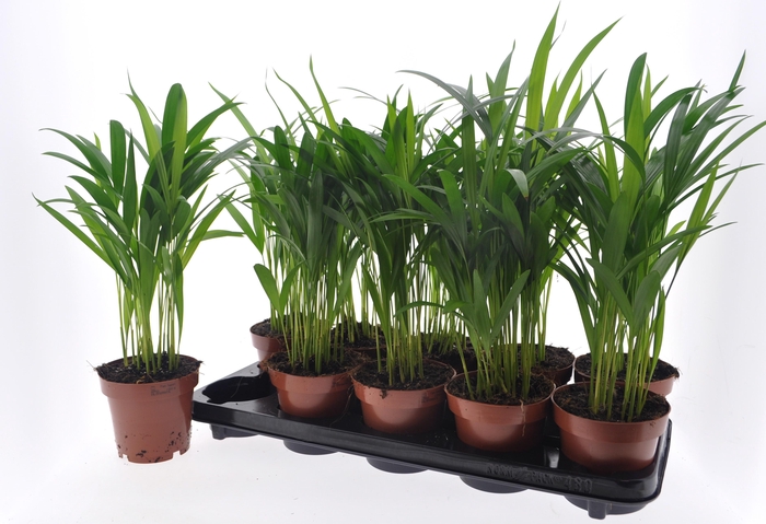 DYPSIS LUTESCENS
