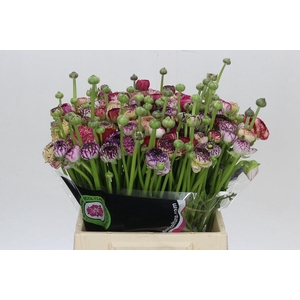 Ranunculus Elegance Cappucino Mix