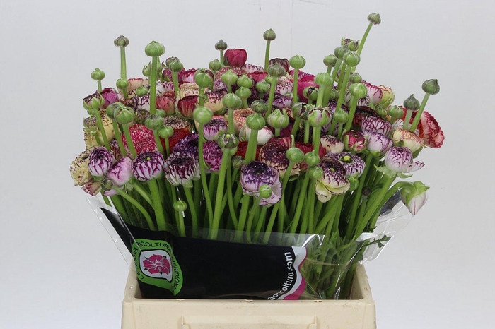 <h4>Ranunculus Elegance Cappucino Mix</h4>