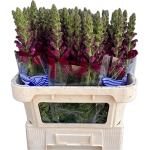 Antirrhinum Poto Red