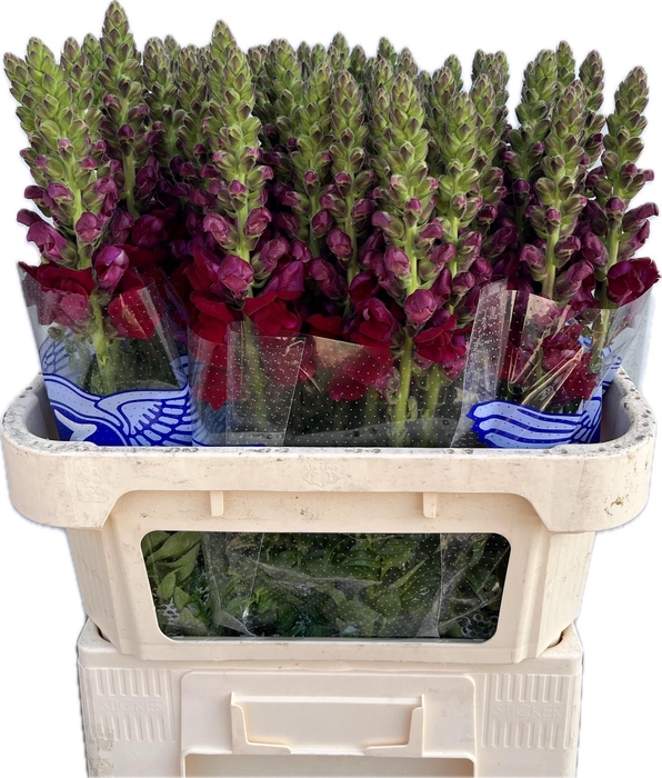 <h4>Antirrhinum Poto Red</h4>