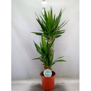 Yucca   ...