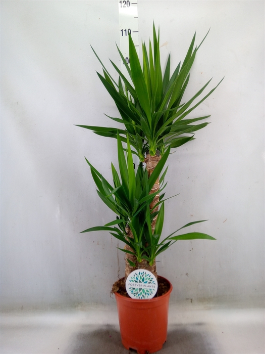 <h4>Yucca   ...</h4>