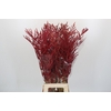 Bromelia Red Paloma