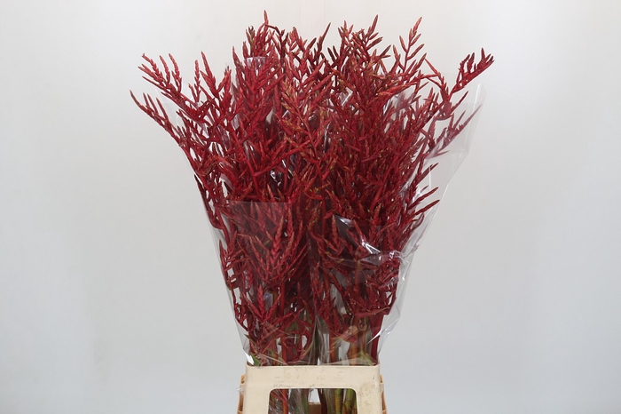 <h4>Bromelia Red Paloma</h4>