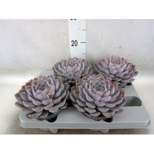 Echeveria  'Orion'