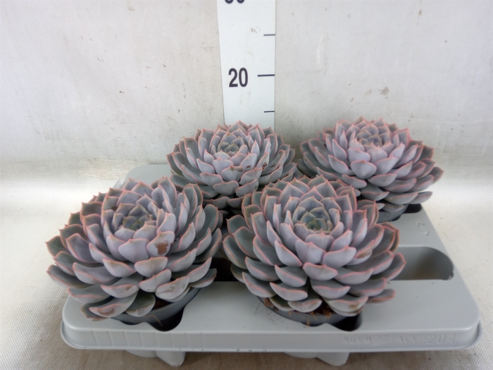 <h4>Echeveria  'Orion'</h4>