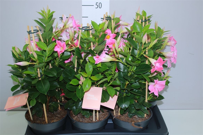 <h4>Mandevilla Sun Pink</h4>