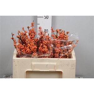 Ilex Ve Winter Gold