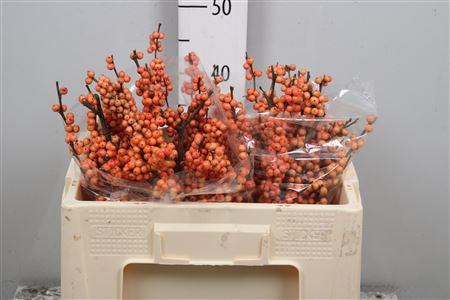 <h4>Ilex Ve Winter Gold</h4>