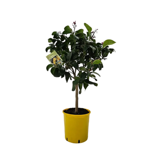 Citrus limetta 'Pursha'