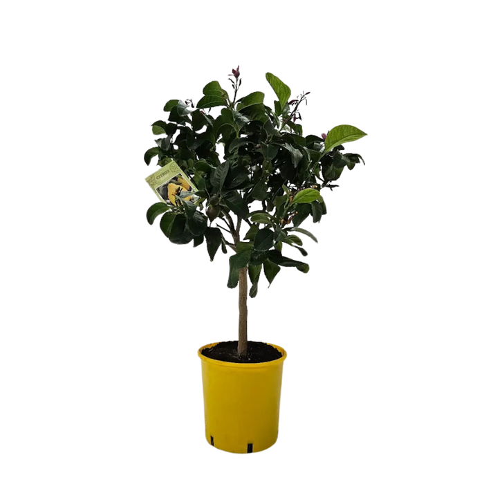 <h4>Citrus limetta 'Pursha'</h4>