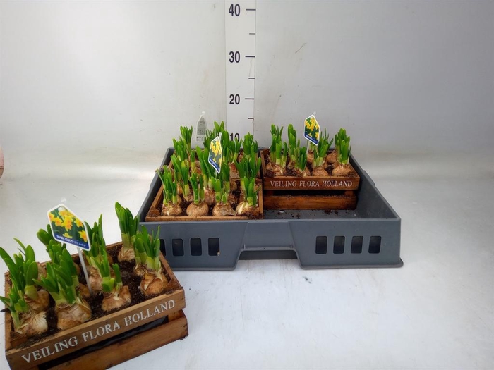 <h4>Arr.  Narcissus Tete Tete L%</h4>