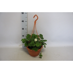 Hangpot 23 cm Fragaria (Aardbei)