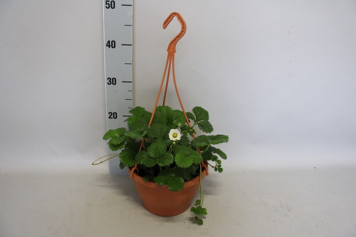 <h4>Hangpot 23 cm Fragaria (Aardbei)</h4>