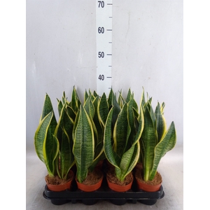 Sansevieria trifa. 'Futura Superba'
