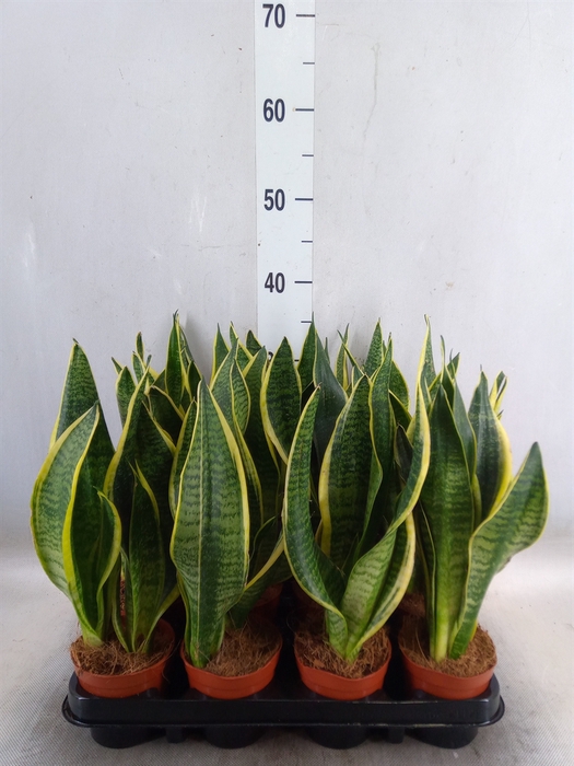 <h4>Sansevieria trifa. 'Futura Superba'</h4>