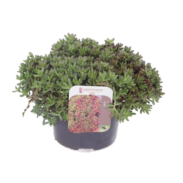 <h4>Sedum album Coral Carpet</h4>
