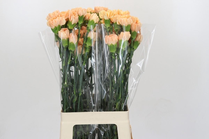 <h4>Dianthus St Caroline Gold</h4>